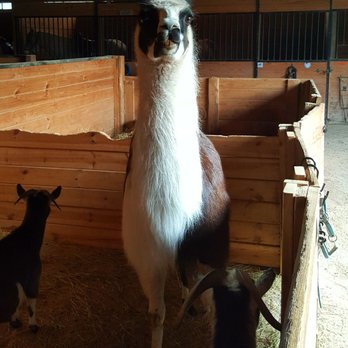 Sarah's Pony Rides - Llama Stink Eye - Horseback Riding Near Me - Willow Springs, Illinois
