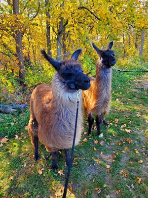 Carlson's Llovable Llamas by null
