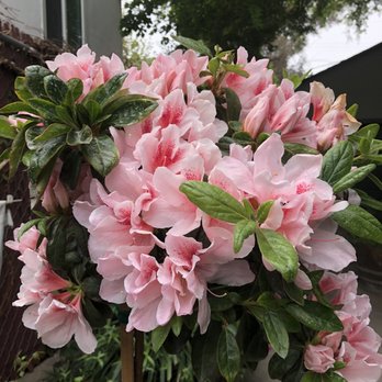 Nuccio's Nurseries - Azalea getting ready to be planted. - Nurseries & Gardening Near Me - Altadena, California