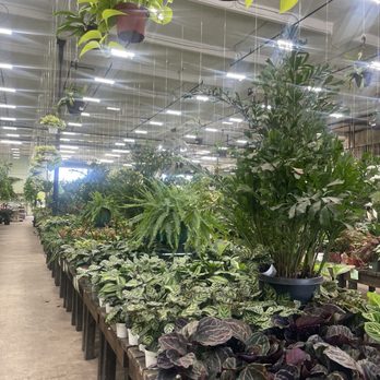 Terra Bella Nursery - Very large indoor area with plants everywhere! The ones hanging from the ceiling were the ones that caught my eye - Nurseries & Gardening Near Me - San Diego, California Terra Bella Nursery - Very large indoor area with plants everywhere! The ones hanging from the ceiling were the ones that caught my eye - Nurseries & Gardening Near Me - San Diego, California