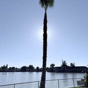 Carrillo's Tree Care - After - Tree Services Near Me