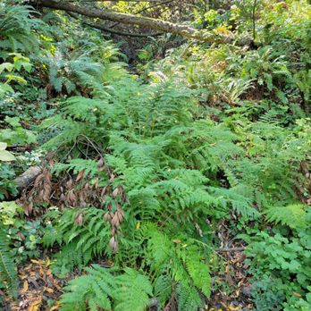 Huckleberry Botanic Regional Preserve - There is water here...as you can see the ferns love it. - Parks Near Me - Oakland, California Huckleberry Botanic Regional Preserve - There is water here...as you can see the ferns love it. - Parks Near Me - Oakland, California