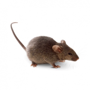 Eco Pest Solutions - Pest Control Near Me - Langley, British Columbia Eco Pest Solutions - Pest Control Near Me - Langley, British Columbia