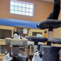 The Cat Network