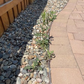 Premium Lawn & Landscapes - These photo's were taken right after they supposedly did my weekly maintanace program. - Landscaping Near Me - Sparks, Nevada Premium Lawn & Landscapes - These photo's were taken right after they supposedly did my weekly maintanace program. - Landscaping Near Me - Sparks, Nevada