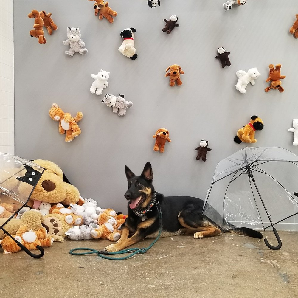 PetPop - Raining cats and dogs - Pop-up Shops Near Me - Los Angeles, California PetPop - Raining cats and dogs - Pop-up Shops Near Me - Los Angeles, California