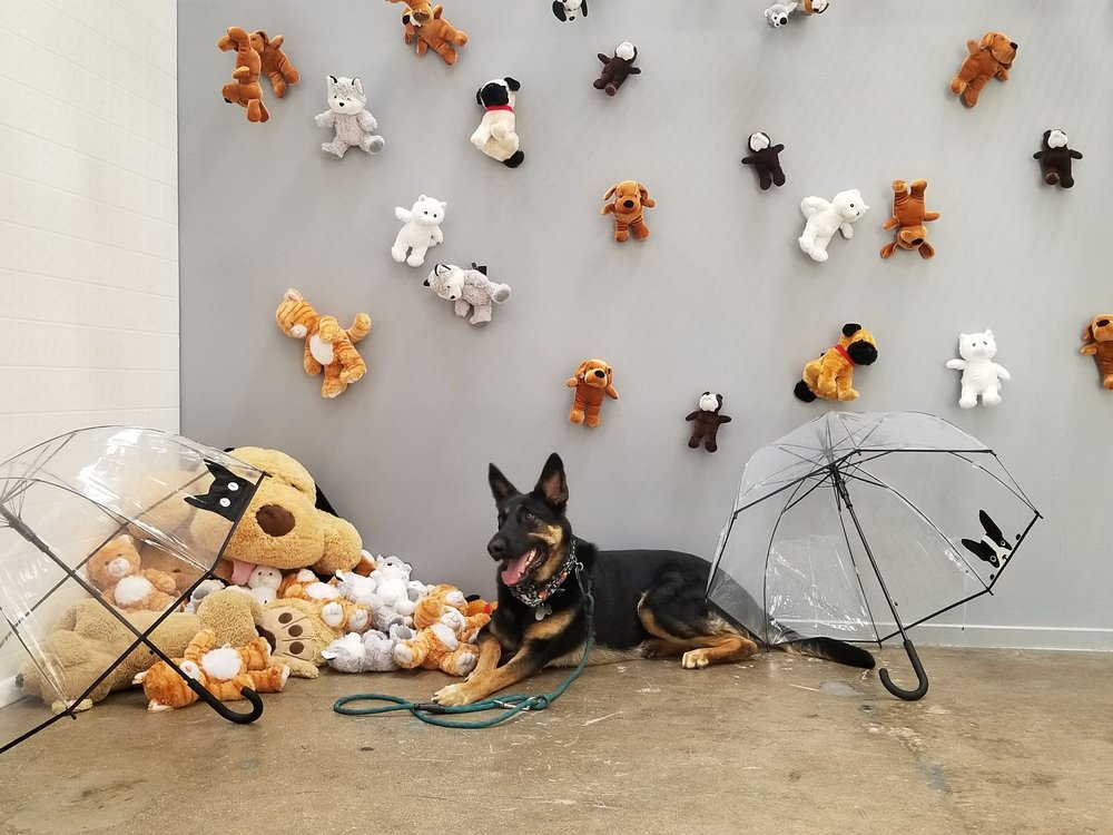 PetPop