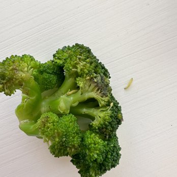 Sergio's Restaurant - Found some little broccoli worms in my food. - Cuban Near Me - Pembroke Pines, Florida Sergio's Restaurant - Found some little broccoli worms in my food. - Cuban Near Me - Pembroke Pines, Florida