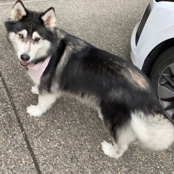 Daisy's Pet Grooming - Husky looking thinner after getting all her undercoat brushed out. Amazing job! - Pet Groomers Near Me - Puyallup, Washington Daisy's Pet Grooming - Husky looking thinner after getting all her undercoat brushed out. Amazing job! - Pet Groomers Near Me - Puyallup, Washington