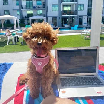 Glamorous Puppies - Pet Breeders Near Me - Miami, Florida