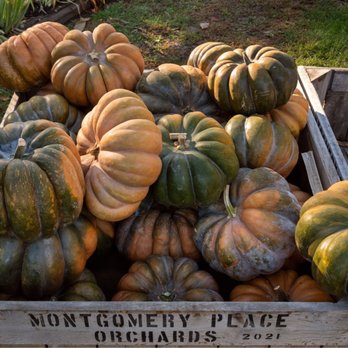 Montgomery Place Orchards - Autumn joy, ZingZong PlingPlong - Fruits & Veggies Near Me - Red Hook, New York Montgomery Place Orchards - Autumn joy, ZingZong PlingPlong - Fruits & Veggies Near Me - Red Hook, New York