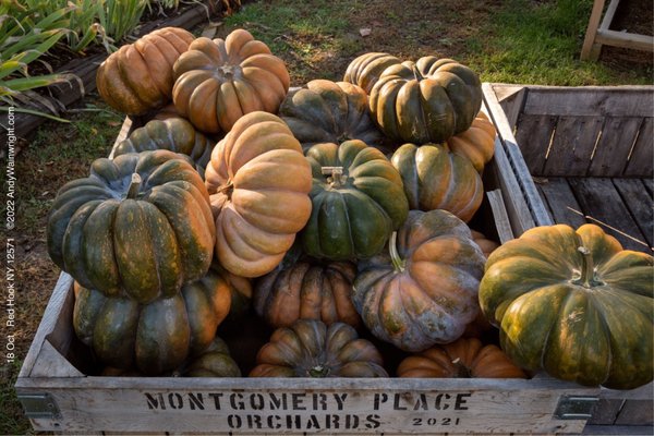 Montgomery Place Orchards by null