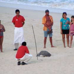 Mykonos Bay Resort - Sea turtle laying her eggs out front