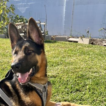 Dogmaster - Charlie at home. - Pet Training Near Me - Perris, California