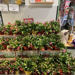 Whole Foods Market - Christmas is coming