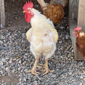 Farm Cafe - Leghorn rooster - American Near Me - Closter, New Jersey