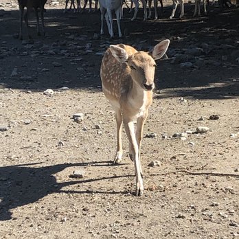 Lagoon Deer Park - Petting Zoos Near Me - Sandusky, Ohio