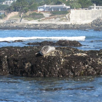 Fitzgerald Marine Reserve - harbor seal...i think - Parks Near Me - Moss Beach, California Fitzgerald Marine Reserve - harbor seal...i think - Parks Near Me - Moss Beach, California