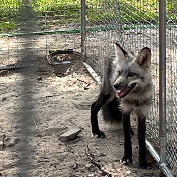 Tree House Farm - Hybrid red and gray wolf - Attraction Farms Near Me - Trinity, Florida Tree House Farm - Hybrid red and gray wolf - Attraction Farms Near Me - Trinity, Florida