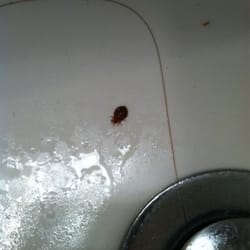 DoubleTree by Hilton - Bed bug in my sink 7/12/11