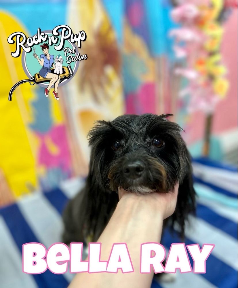 ROCK N PUP Updated September 2024 33 Photos & 20 Reviews 222 N