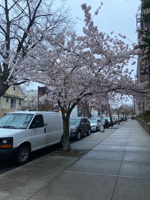 Fort Hamilton by null