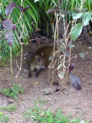 Iberostar Waves Tucan by null