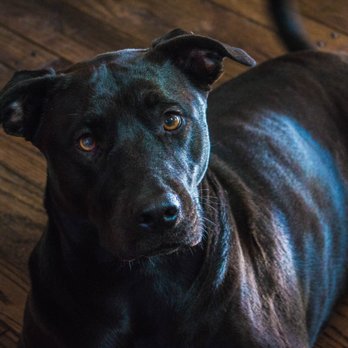 Hello Bestie Pet Services - Makes my baby super shinny! - Pet Groomers Near Me - Covina, California Hello Bestie Pet Services - Makes my baby super shinny! - Pet Groomers Near Me - Covina, California