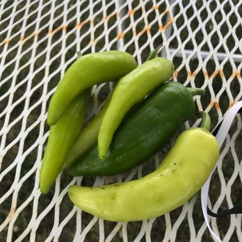 Oakland Nursery - Delaware - Peppers - Nurseries & Gardening Near Me - Delaware, Ohio Oakland Nursery - Delaware - Peppers - Nurseries & Gardening Near Me - Delaware, Ohio