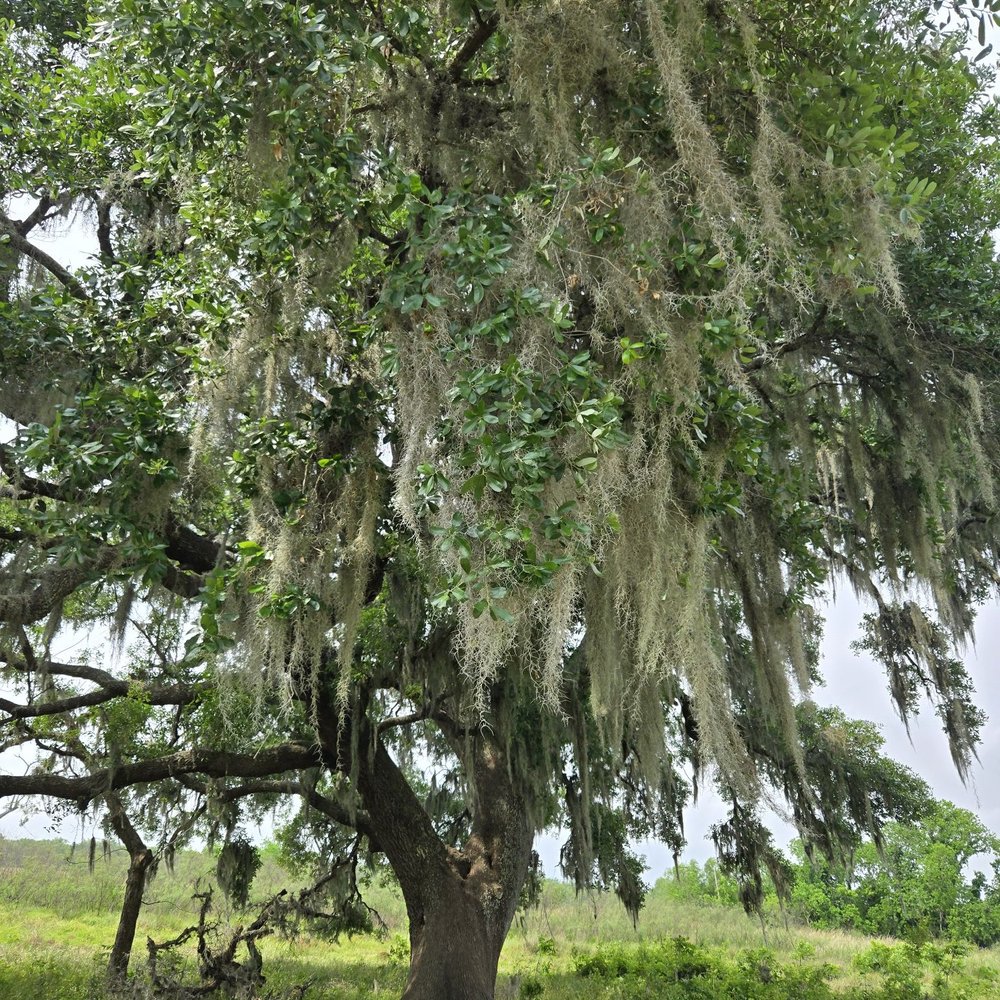 Brazos Bend State Park - Parks Near Me - Needville, Texas