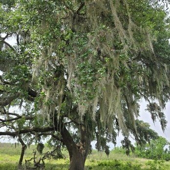 Brazos Bend State Park - Parks Near Me - Needville, Texas
