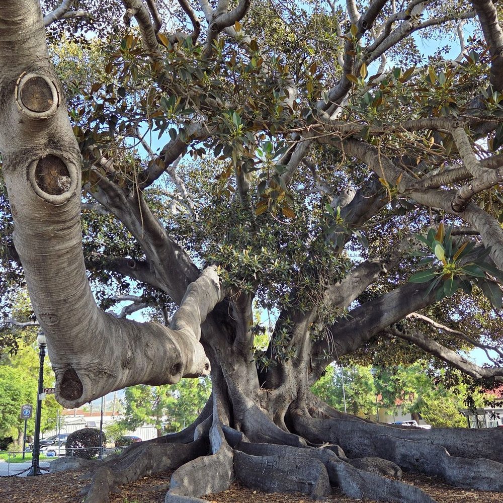 Moreton Bay Fig Tree Park - Large roots & branches 01-18-2026 - Parks Near Me - Santa Barbara, California Moreton Bay Fig Tree Park - Large roots & branches 01-18-2026 - Parks Near Me - Santa Barbara, California