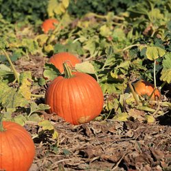 Country Roads Family Fun Farm - Pumpkin patch