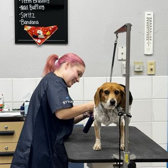 Petco - Best groomer in all of SoCal -- Joanna - Pet Stores Near Me - Mission Viejo, California Petco - Best groomer in all of SoCal -- Joanna - Pet Stores Near Me - Mission Viejo, California
