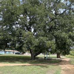 Frantzen Park - 2 huge trees