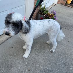 Hot Diggity Dog Grooming - Summer cut