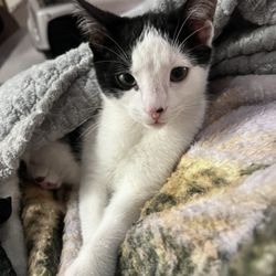 Frabjous Catfe