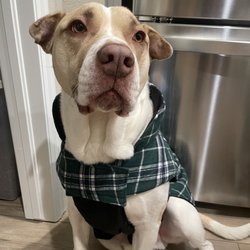 Foothills Animal Shelter