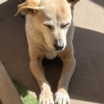 Gemcore Veterinary Services - Lola - Veterinarians Near Me - Chatsworth, California