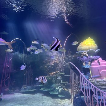 SEA LIFE Florida - Amusement Parks Near Me - Winter Haven, Florida
