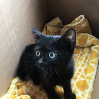 Garland Pawsibilities - Pet Adoption Near Me - Garland, Texas