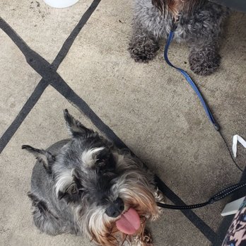 Showroom - Puppy friendly patio...gave my girls some water. They were very happy! - New American Near Me - Frederick, Maryland Showroom - Puppy friendly patio...gave my girls some water. They were very happy! - New American Near Me - Frederick, Maryland