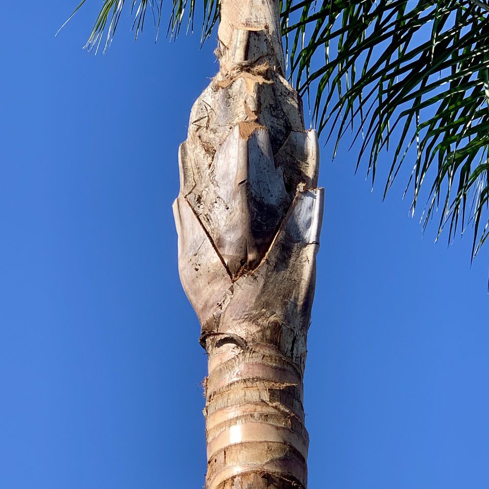 Luis’s Tree Service - Perfect - Tree Services Near Me Luis’s Tree Service - Perfect - Tree Services Near Me