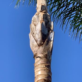 Luis’s Tree Service - Perfect - Tree Services Near Me Luis’s Tree Service - Perfect - Tree Services Near Me