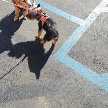 Discount Pets - My Wife's 6 mo Yorkie BTW her first Haircut and are 6 yo Chihuahua/Corgi. - Pet Groomers Near Me - Santa Ana, California Discount Pets - My Wife's 6 mo Yorkie BTW her first Haircut and are 6 yo Chihuahua/Corgi. - Pet Groomers Near Me - Santa Ana, California