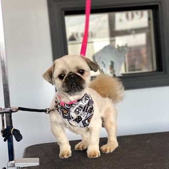 Tooth And Nail Grooming - Pet Groomers Near Me - Lansing, Michigan Tooth And Nail Grooming - Pet Groomers Near Me - Lansing, Michigan