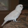 Photo of Cedar City Pet Sitting and Boarding
