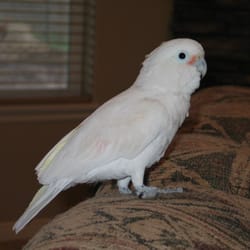 Cedar City Pet Sitting and Boarding - Cheeto