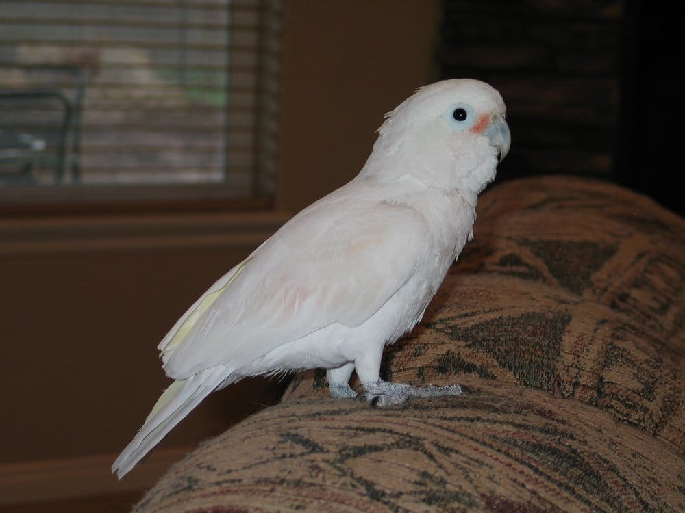 CEDAR CITY PET SITTING AND BOARDING Updated October 2024 4891 W