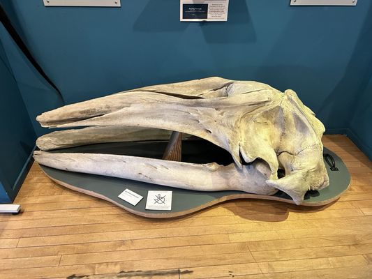 The Whale Museum by null